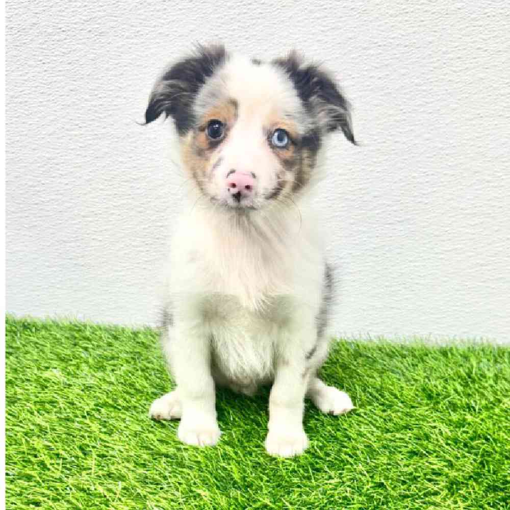 Image of a pet breed in the gallery