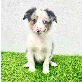 Mini Australian Shepherd