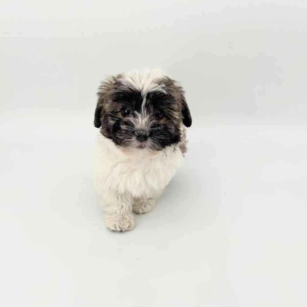 pet breed image