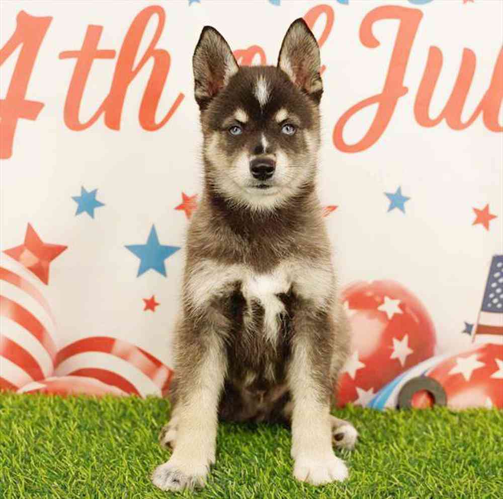 Image of a pet breed in the gallery