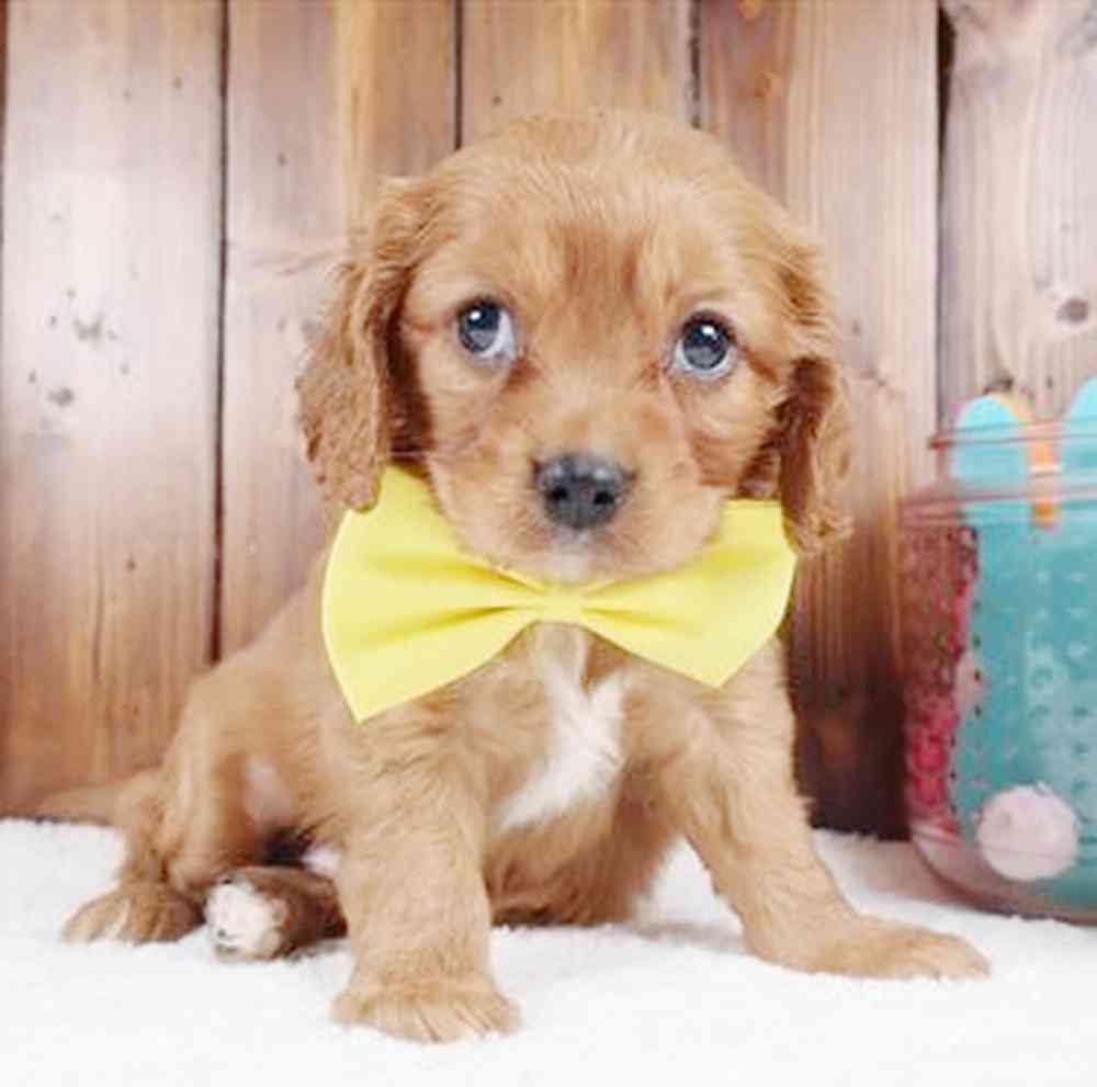 pet breed image