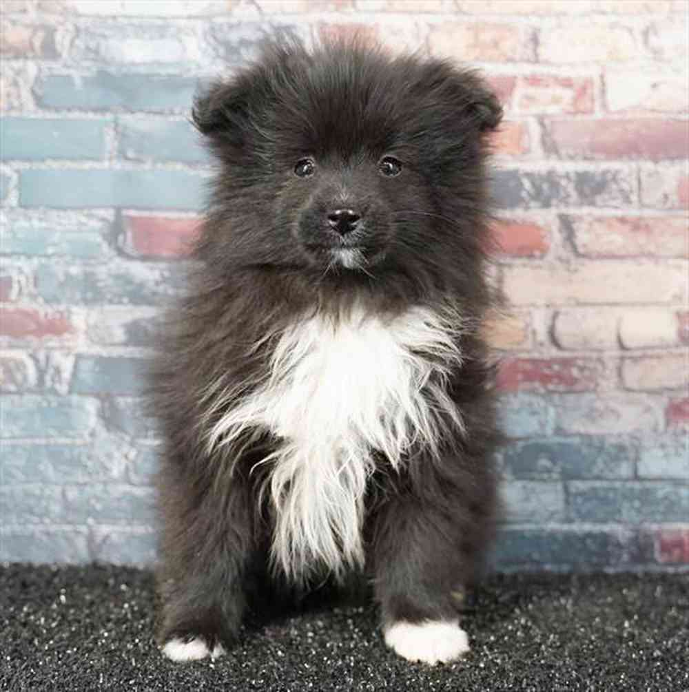 Image of a pet breed in the gallery