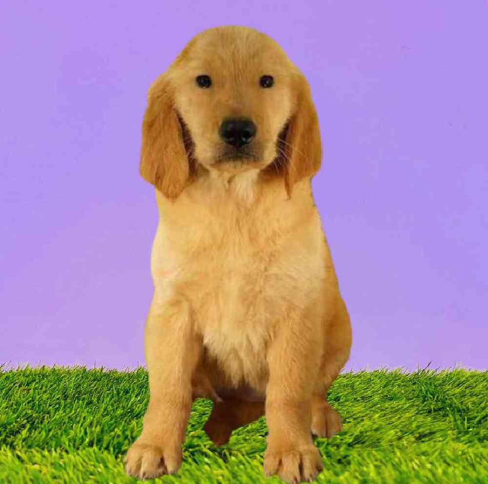 Female Golden Retriever Puppy for Sale in Puyallup, WA