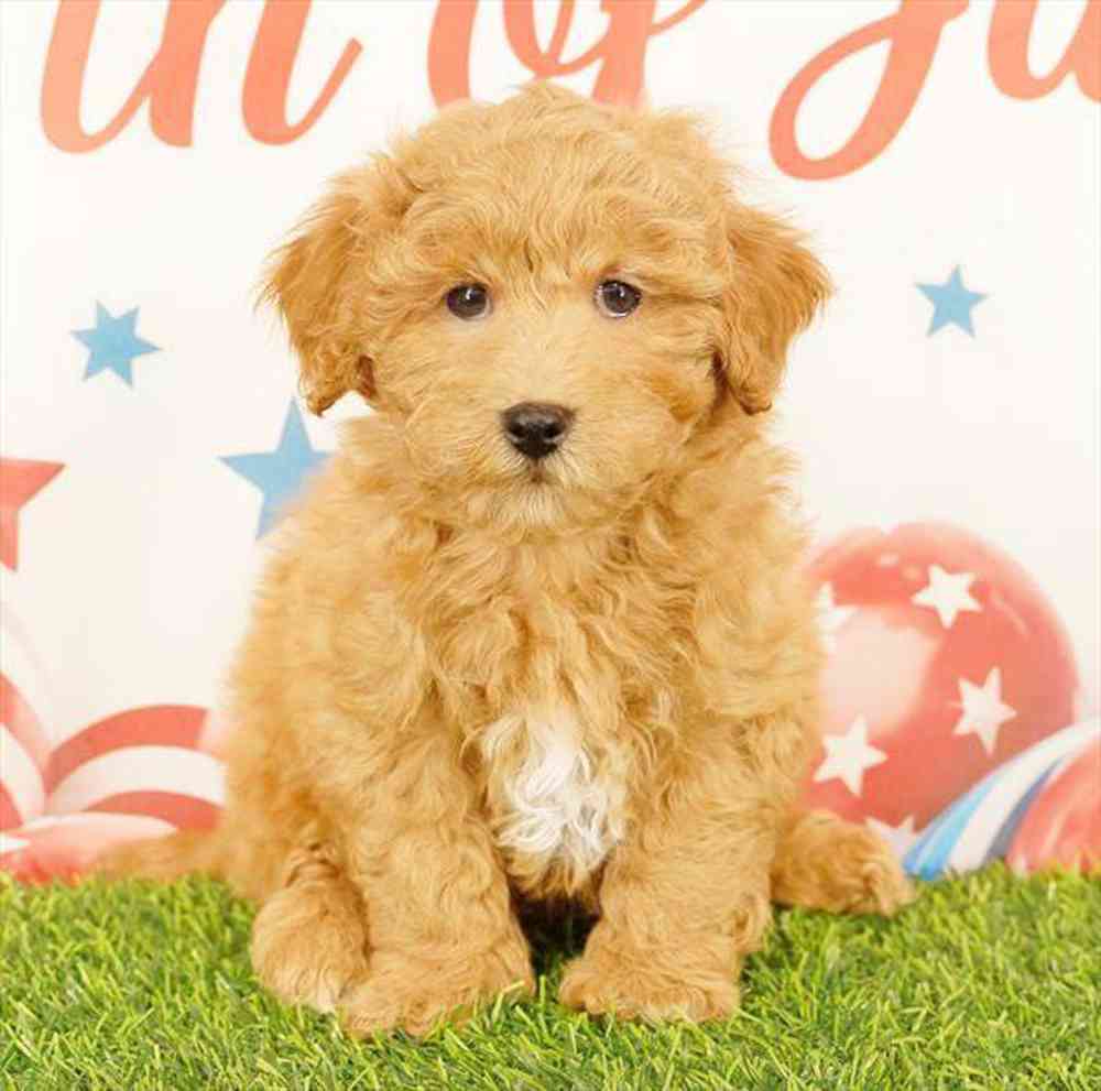 Image of a pet breed in the gallery