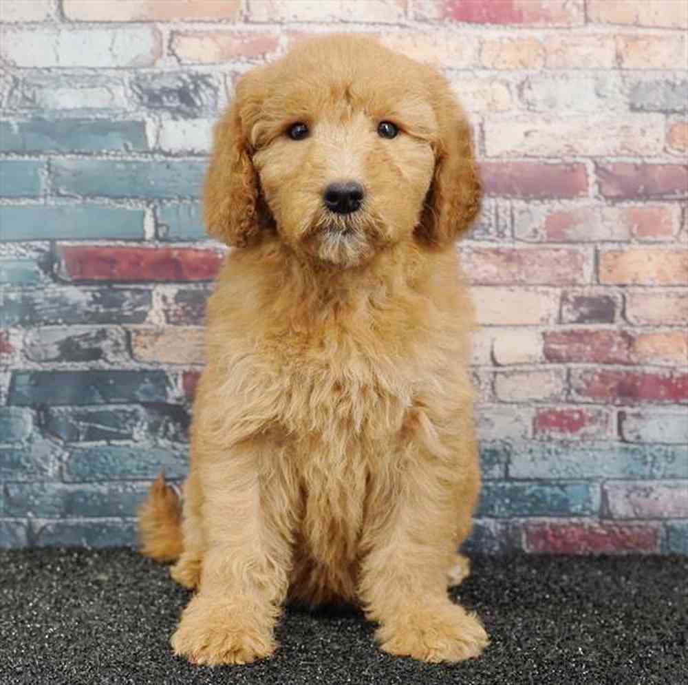 Image of a pet breed in the gallery