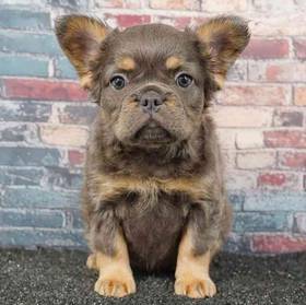 French Bulldog