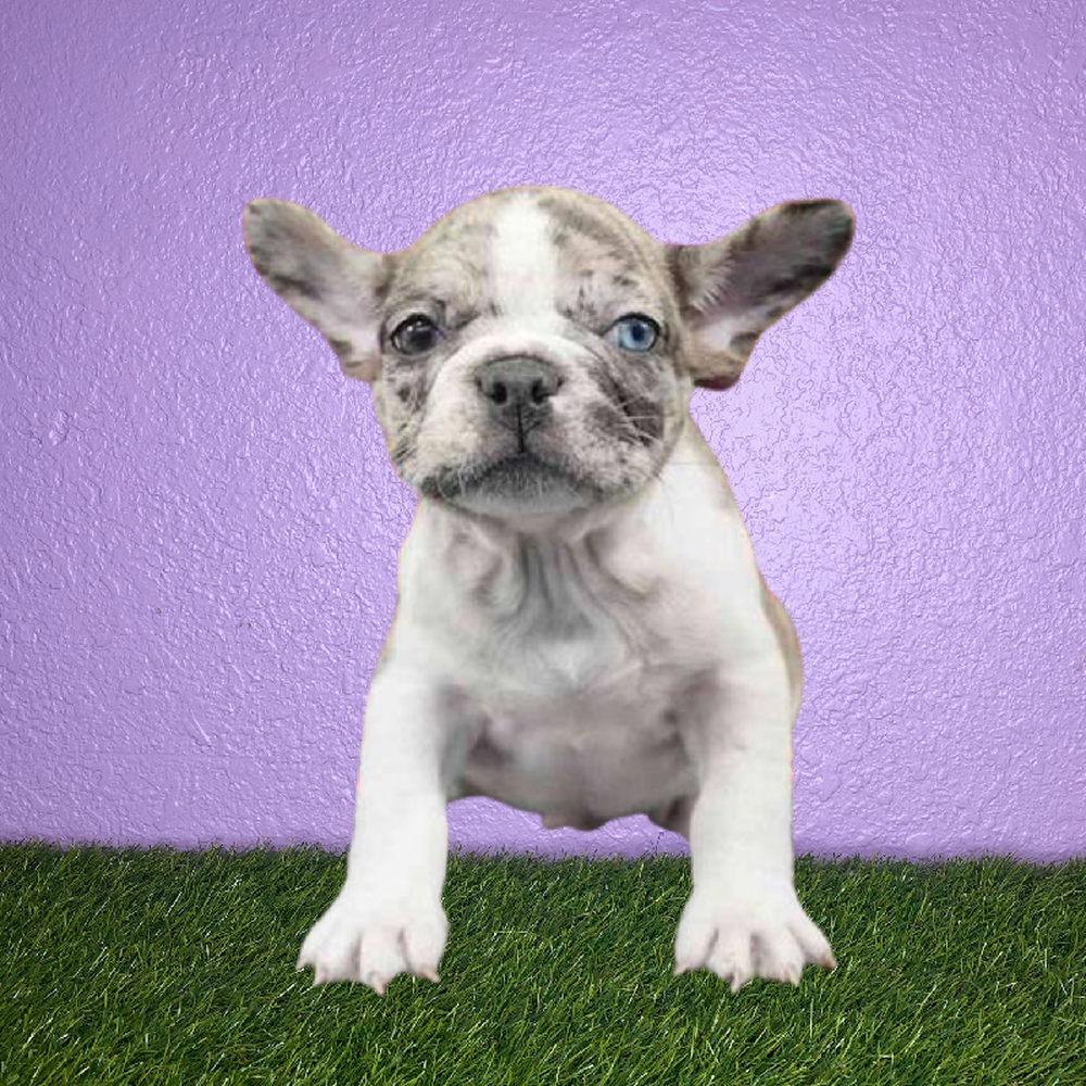 Male French Bulldog Puppy for Sale in San Antonio, TX