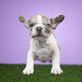 French Bulldog