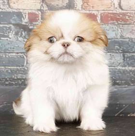 Pekingese