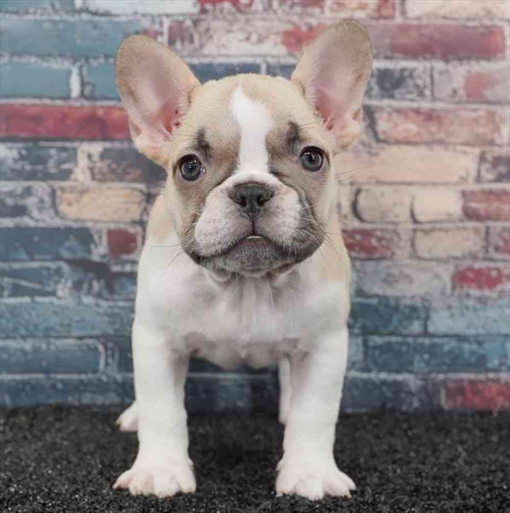 Image of a pet breed in the gallery