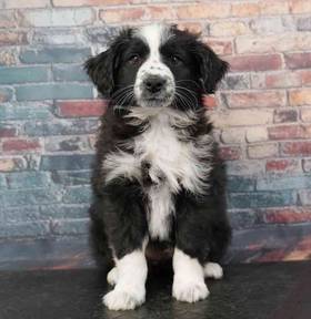 Mini Australian Shepherd