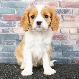 Cavalier King Charles Spaniel