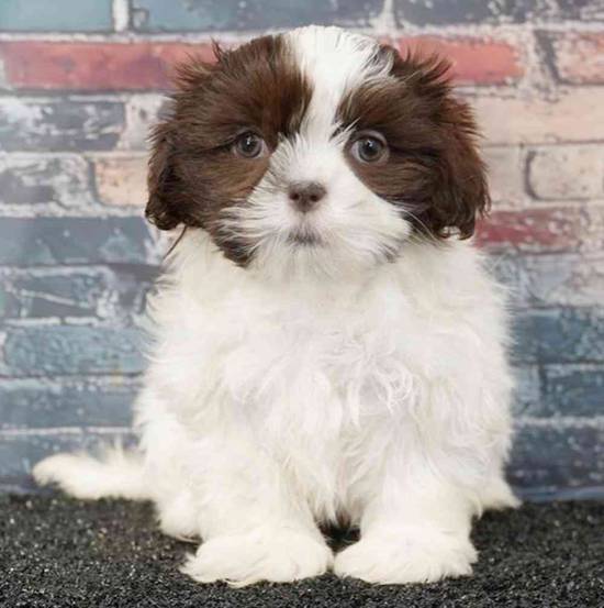 Shih Tzu