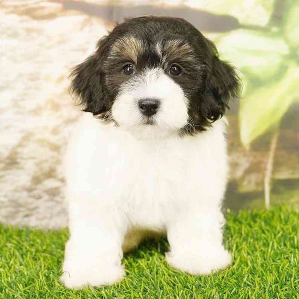 Image of a pet breed in the gallery