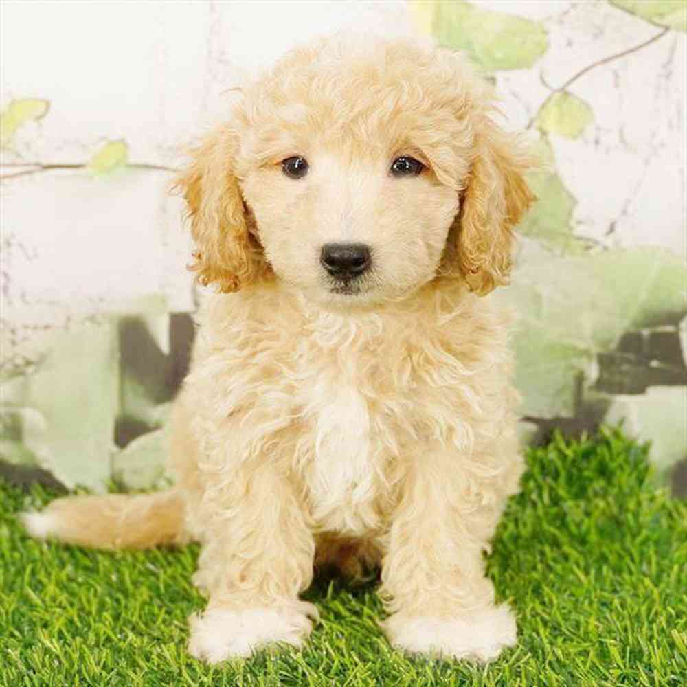 Image of a pet breed in the gallery