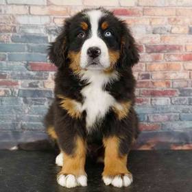 Bernese Mountain Dog