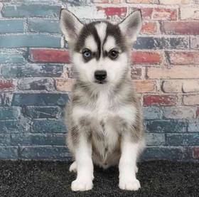 Alaskan Klee Kai
