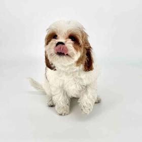 Cavapoo