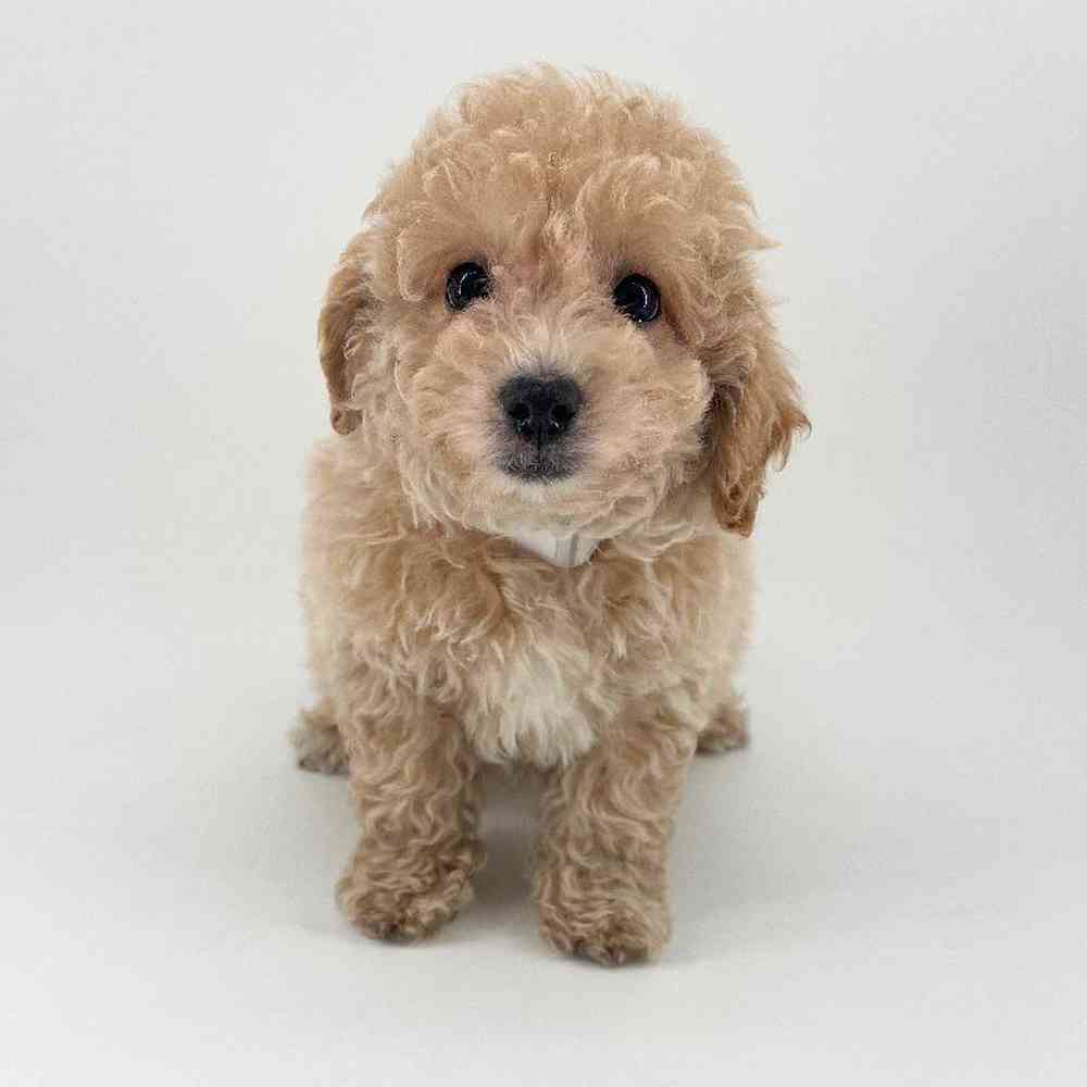 pet breed image