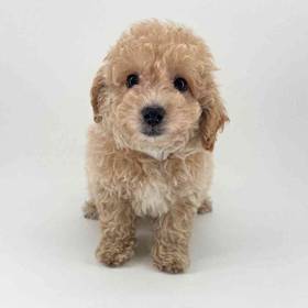 Bichapoo