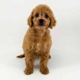 Cavapoo
