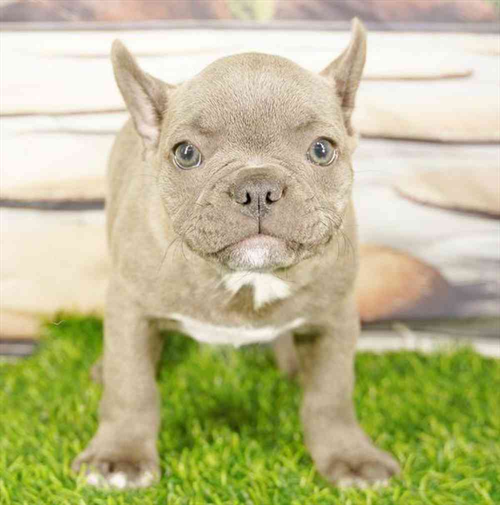 Image of a pet breed in the gallery
