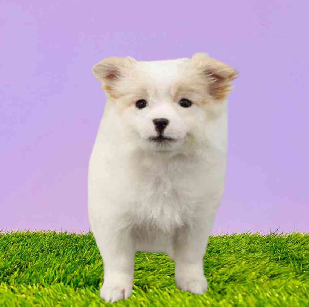 carousel pet images