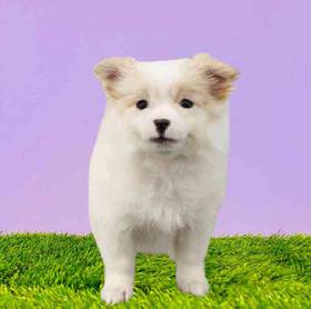 Pomeranian