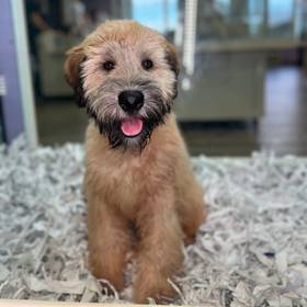 Soft Coated Wheaten Terrier