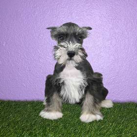 Mini Schnauzer