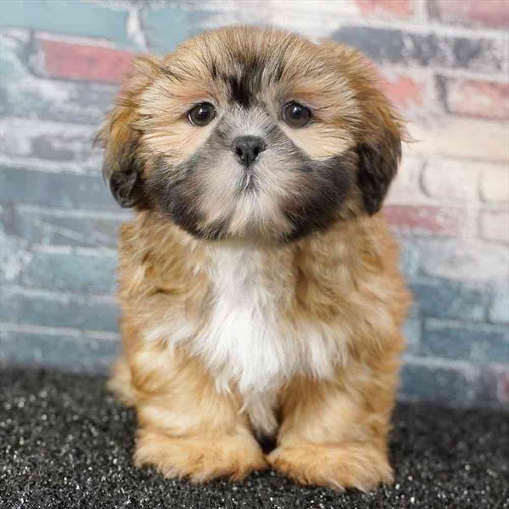 Image of a pet breed in the gallery