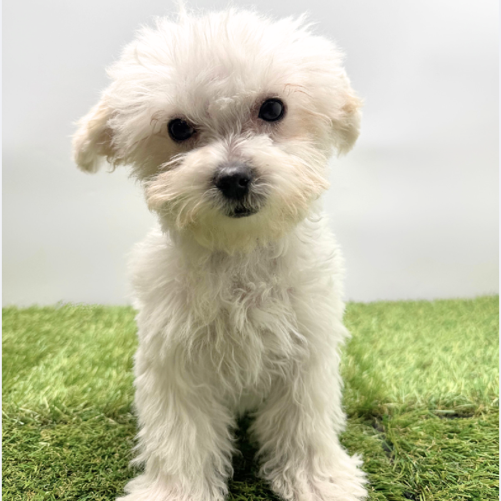 pet breed image