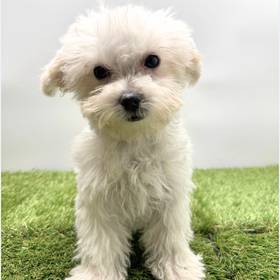 Maltipoo