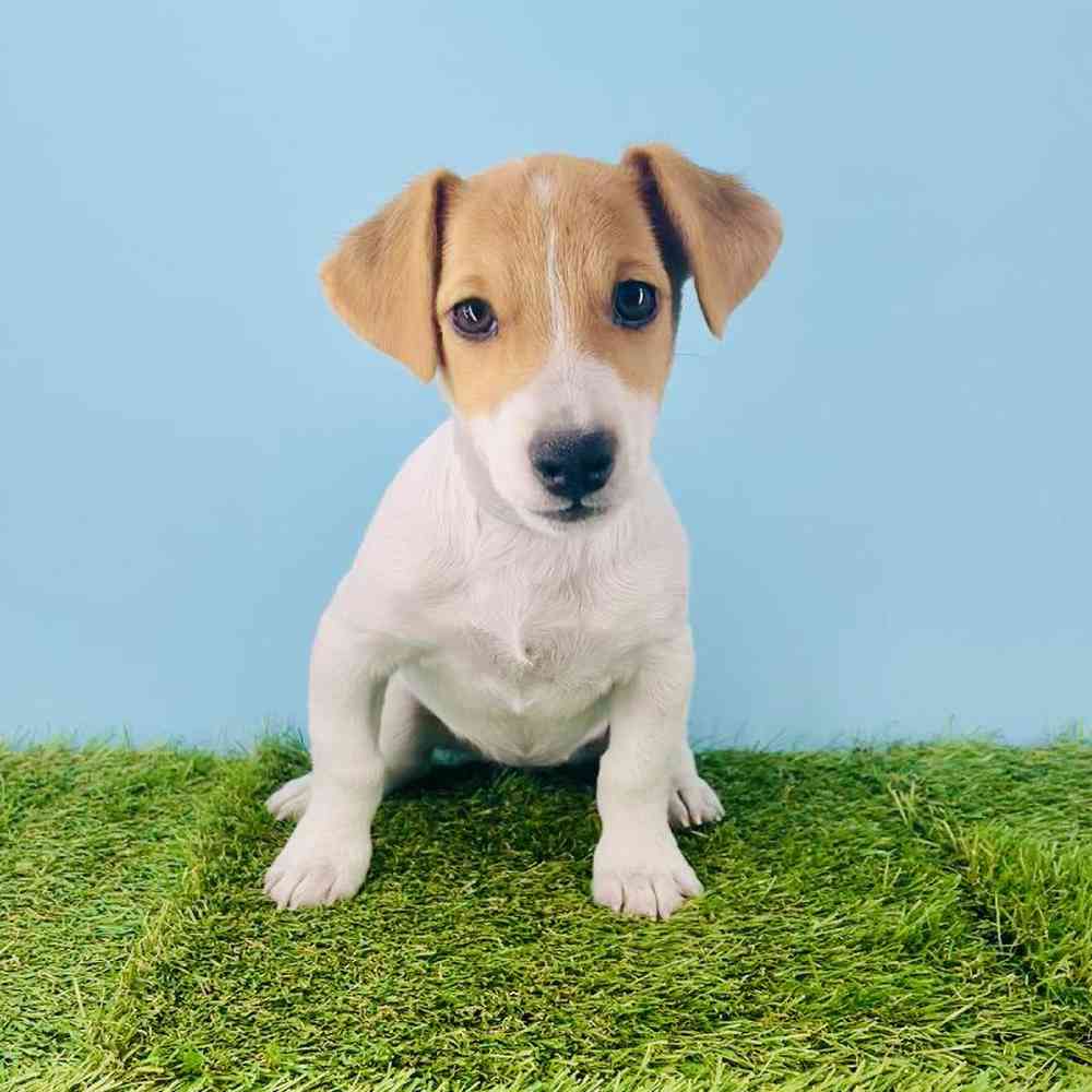 pet breed image