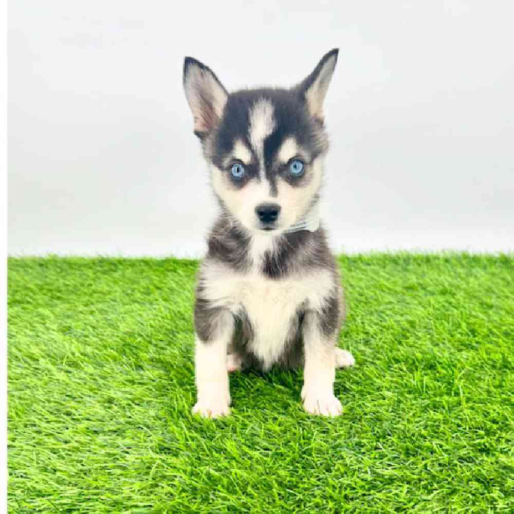 Image of a pet breed in the gallery