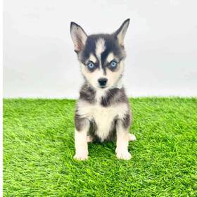 Alaskan Klee Kai
