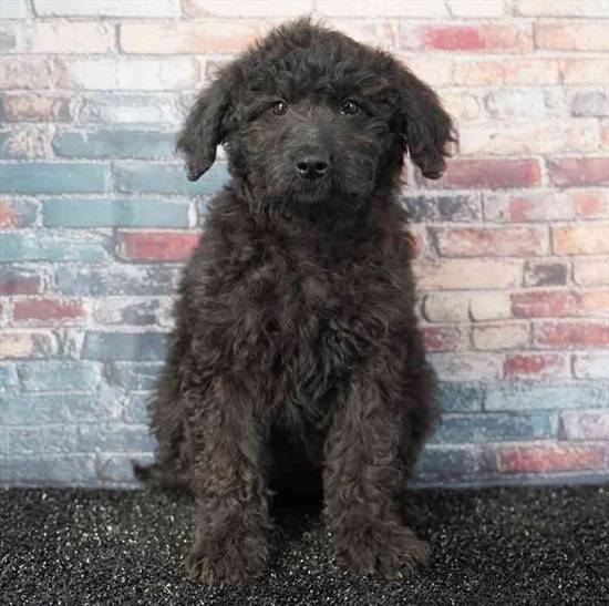 2nd Gen Standard Goldendoodle