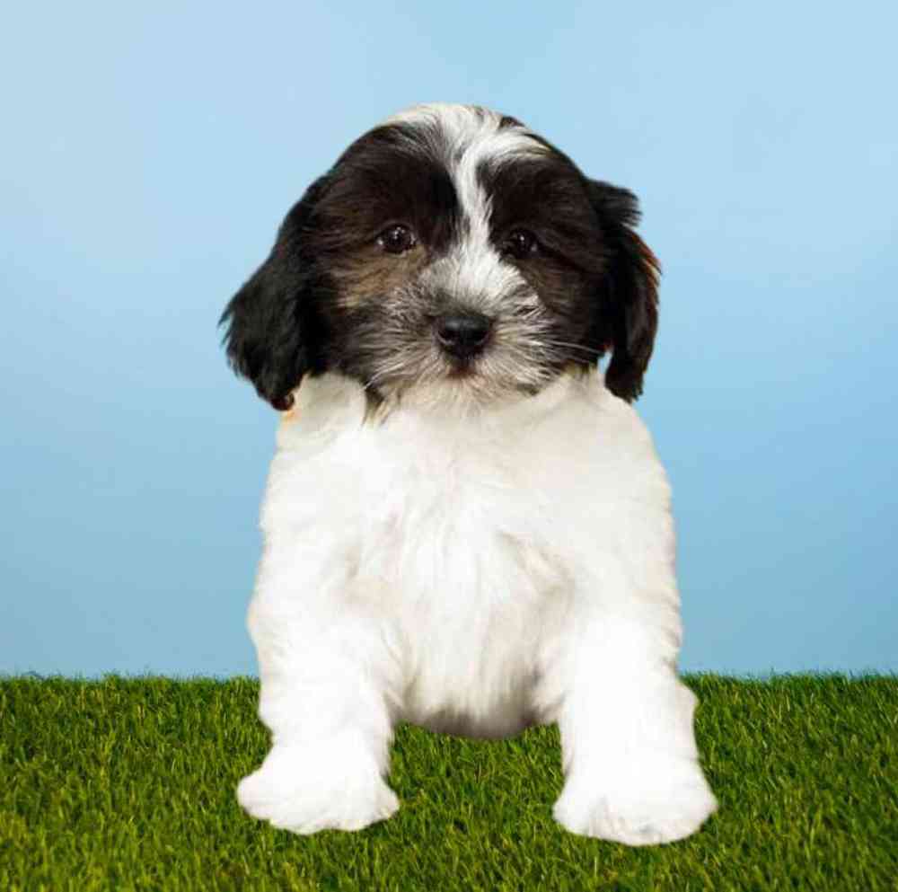 Male Havanese Puppy for Sale in Meridian, ID