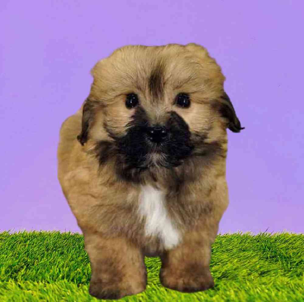 carousel pet images