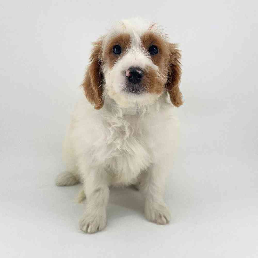 pet breed image
