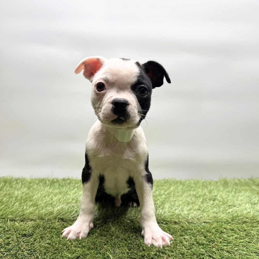 pet breed image