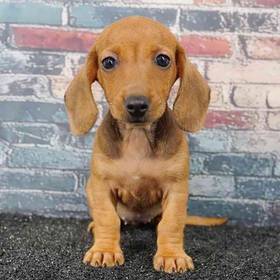 Dachshund