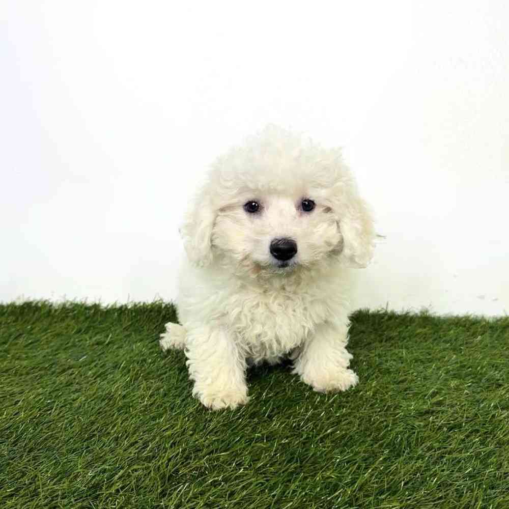 Image of a pet breed in the gallery