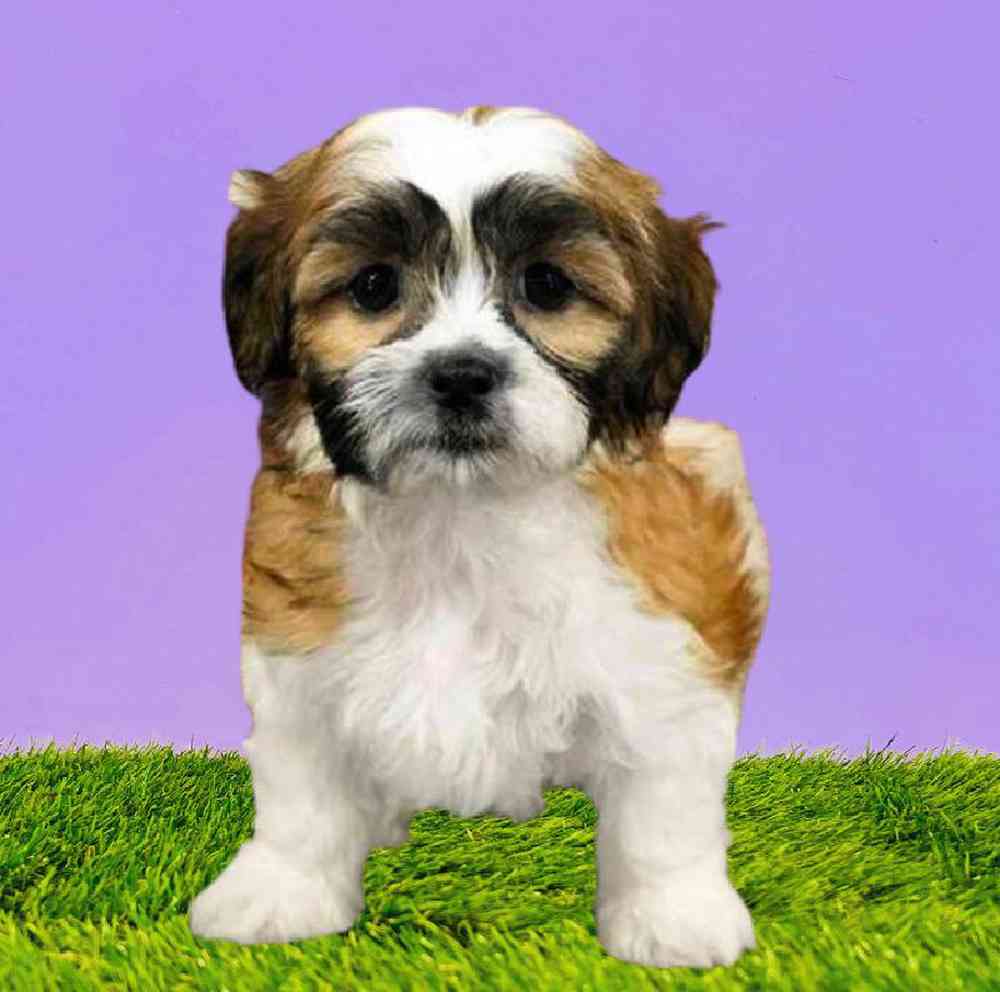 carousel pet images