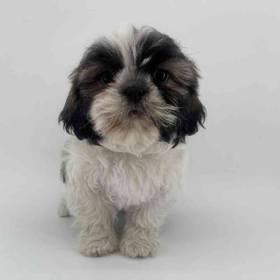 Shizapoo
