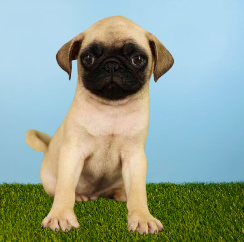 carousel pet images