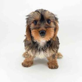 Yorkie-Poo