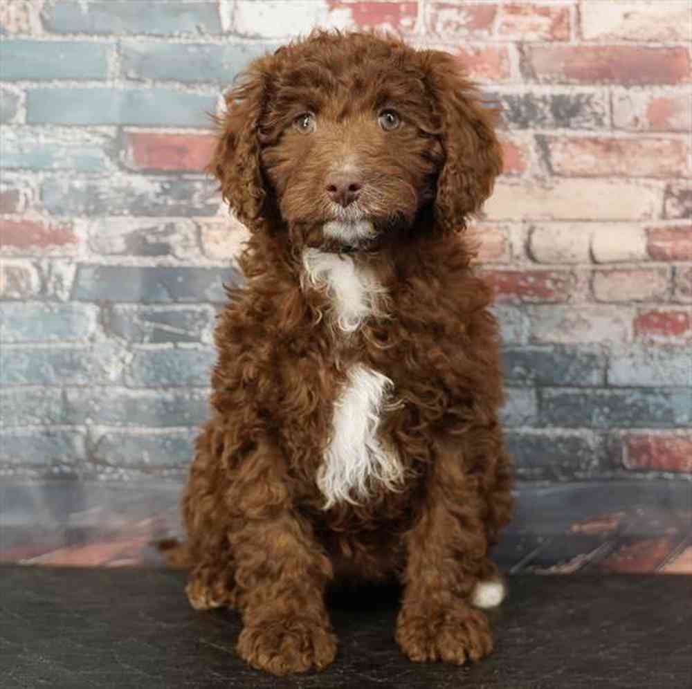 Image of a pet breed in the gallery