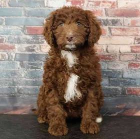 Cavapoo