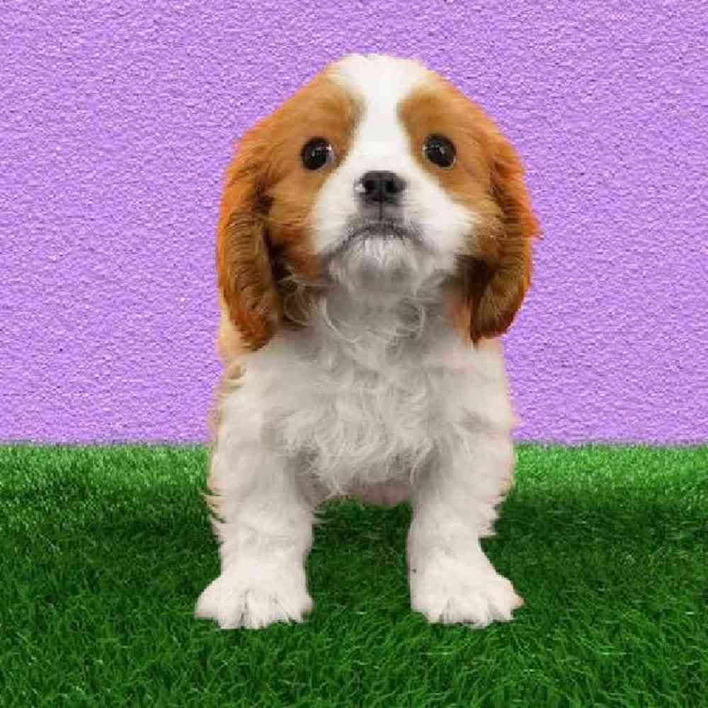 Male Cavalier King Charles Spaniel Puppy for Sale in Marietta, GA